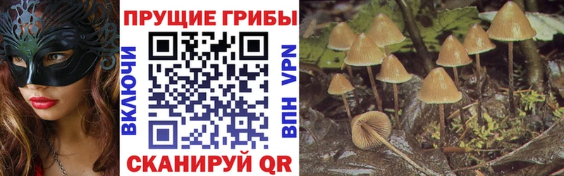 Псилоцибиновые грибы Cubensis  OMG   Лаишево 